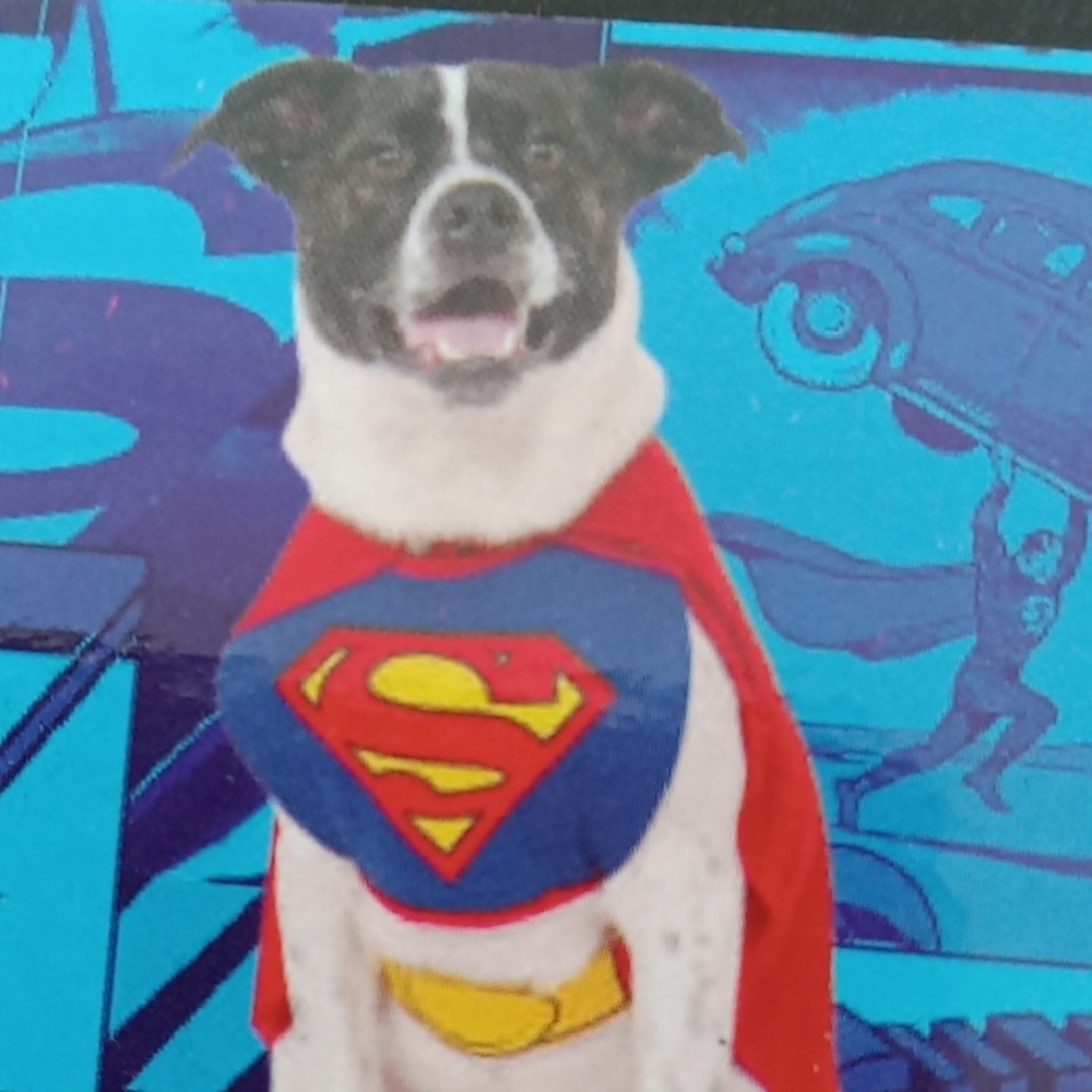 Costume for dog. Superman!
